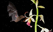 Leaf-nosed bat (Phyllostomidae sp) nectaring on Orchid (Orchidaceae sp). Costa Rica.