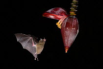 Leaf-nosed bat (Phyllostomidae sp) flying towards Banana (Musa sp) flower to feed. Costa Rica.
