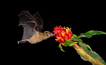 Leaf-nosed bat (Phyllostomidae sp) nectaring on flower. Costa Rica.
