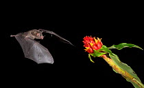 Leaf-nosed bat (Phyllostomidae sp) flying towards flower to feed. Costa Rica.