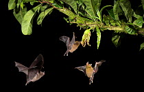 Leaf-nosed bat (Phyllostomidae sp), three nectaring on flower. Costa Rica.