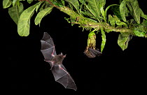 Leaf-nosed bat (Phyllostomidae sp), two, nectaring on and flying towards flower. Costa Rica.