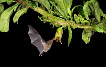 Leaf-nosed bat (Phyllostomidae sp) nectaring, approaching flower with tongue out. Costa Rica.