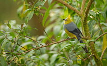 Long-tailed silky-flycatcher (Ptiliogonys caudatus) perched in tree. Costa Rica.