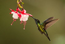 Rivoli&#39;s hummingbird (Eugenes fulgens) nectaring on Fuchsia (Fuchsia sp) flower. Costa Rica.