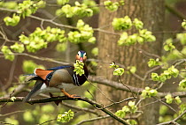 Mandarin duck (Aix galericulata) male eating young Elm (Ulmus sp) seeds in tree. Derbyshire, England, UK. April.
