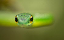Parrot snake (Leptophis ahaetulla) head, looking at camera. Costa Rica.