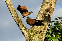 Plain chachalaca (Ortalis vetula), two in fork of tree. Rancho Naturalista, Cartago, Costa Rica.