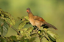 Plain chachalaca (Ortalis vetula) perched with open beak. Rancho Naturalista, Cartago, Costa Rica.