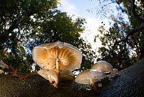 Porcelain fungus (Oudemansiella mucida) on tree trunk in woodland, view from below. Nottinghamshire, England, UK.