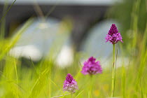 Pyramidal Orchid (Anacamptis pyramidalis), three flowers with railway viaduct in background. Sprotborough Flash, South Yorkshire, England, UK. June.