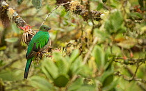 Resplendent quetzal (Pharomachrus mocinno) female perched in tree. Costa Rica.