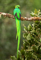 Resplendent quetzal (Pharomachrus mocinno) male perched on branch. Costa Rica.