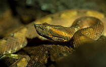 Hognosed pitviper (Porthidium nasutum). Costa Rica.