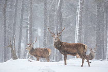 Red deer (Cervus elaphus) stags in snowy Pine forest. Scotland, UK. March.