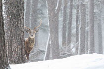 Red deer (Cervus elaphus) stag peering out from behind tree in snowy Pine forest. Scotland, UK. March.