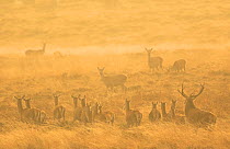 Red deer (Cervus elaphus) herd during rut in morning light. Derbyshire, England, UK. October.