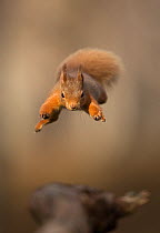 Red squirrel (Sciurus vulgaris) jumping towards camera. Scotland, UK. February.