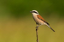 Red-backed shrike (Lanius collurio) male perched on branch. Hungary. May.