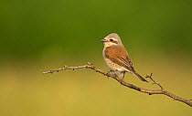 Red-backed shrike (Lanius collurio) female perched on branch. Hungary. May.