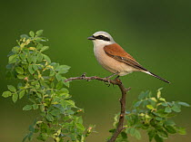 Red-backed shrike (Lanius collurio) male perched on branch. Hungary. May.