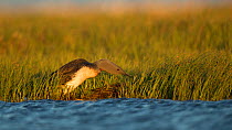 Red-throated diver (Gavia stellata) approaching nest at water&#39;s edge, in evening light. Iceland. June.