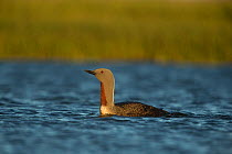 Red-throated diver (Gavia stellata) on water. Iceland. June.