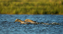 Red-throated diver (Gavia stellata) pair in courtship display. Iceland. June.