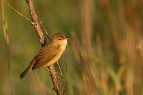 Reed warbler (Acrocephalus scirpaceus) perched on stem in morning light. Sheffield, England, UK. May.