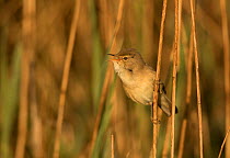 Reed warbler (Acrocephalus scirpaceus) vocalising whilst perched amongst reeds in morning light. Sheffield, England, UK. May.