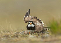 Ringed plover (Charadrius hiaticula) flapping wings in distraction display. Iceland. June.