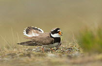 Ringed plover (Charadrius hiaticula) vocalising and moving wings in distraction display. Iceland. June.