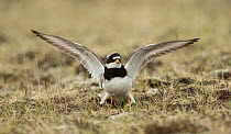 Ringed plover (Charadrius hiaticula), wings outstretched in distraction display. Iceland. June.