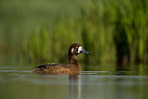 Greater scaup (Aythya marila) female on water. Iceland. June.