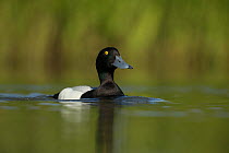 Greater scaup (Aythya marila) male on water. Iceland. June.