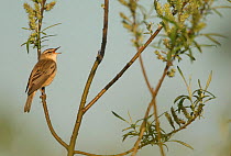 Sedge warbler (Acrocephalus schoenobaenus) male singing whilst perched on Willow (Salix sp) branch. Sheffield, England, UK. May.