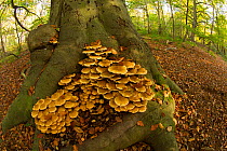 Shaggy scalycap / pholiota (Pholiota squarrosa) fungus at base of Beech (Fagus sylvatica) tree. Nottinghamshire, England, UK.
