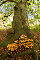 Shaggy scalycap / pholiota (Pholiota squarrosa) fungus at base of Beech (Fagus sylvatica) tree. Nottinghamshire, England, UK.