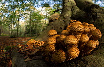 Shaggy scalycap / pholiota (Pholiota squarrosa) fungus at base of tree. Nottinghamshire, England, UK.