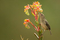 Slaty flower-piercer (Diglossa plumbea) opening base of flower and feeding. Costa Rica.