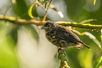 Cocos Island finch (Pinaroloxias inornata) perched on branch. Cocos Island National Park, Costa Rica.
