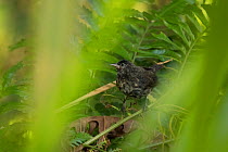 Cocos Island finch (Pinaroloxias inornata) amongst ferns. Cocos Island National Park, Costa Rica.