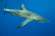 Silky shark (Carcharhinus falciformis). Cocos Island National Park, Costa Rica.