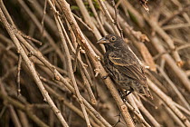Common cactus finch (Geospiza scandens) perched on twigs. San Cristobal Island, Galapagos.
