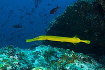 Yellow trumpetfish (Aulostomus chinensis) swimming above rock with many fish in background. Cocos Island National Park, Costa Rica.