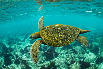 Galapagos green turtle (Chelonia mydas agassizi) swimming in coastal waters of San Cristobal Island, Galapagos.