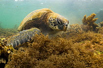 Galapagos green turtle (Chelonia mydas agassizi) feeding on marine algae on sea floor. Near Isabela Island, Galapagos.