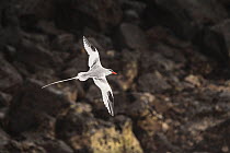 Red billed tropicbird (Phaethon aethereus) in flight over volcanic rock. San Cristobal Island, Galapagos.