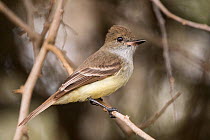 Galapagos flycatcher (Myiarchus magnirostris) perched on branch. San Cristobal Island, Galapagos.