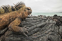 Marine iguana (Amblyrhynchus cristatus) basking on volcanic rock at coast. Isabela Island, Galapagos.